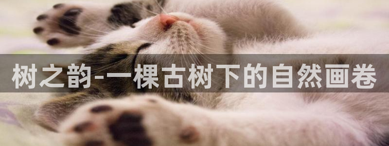 卧龙娱乐滴qv382223:树之韵-一棵古树下的自然画卷